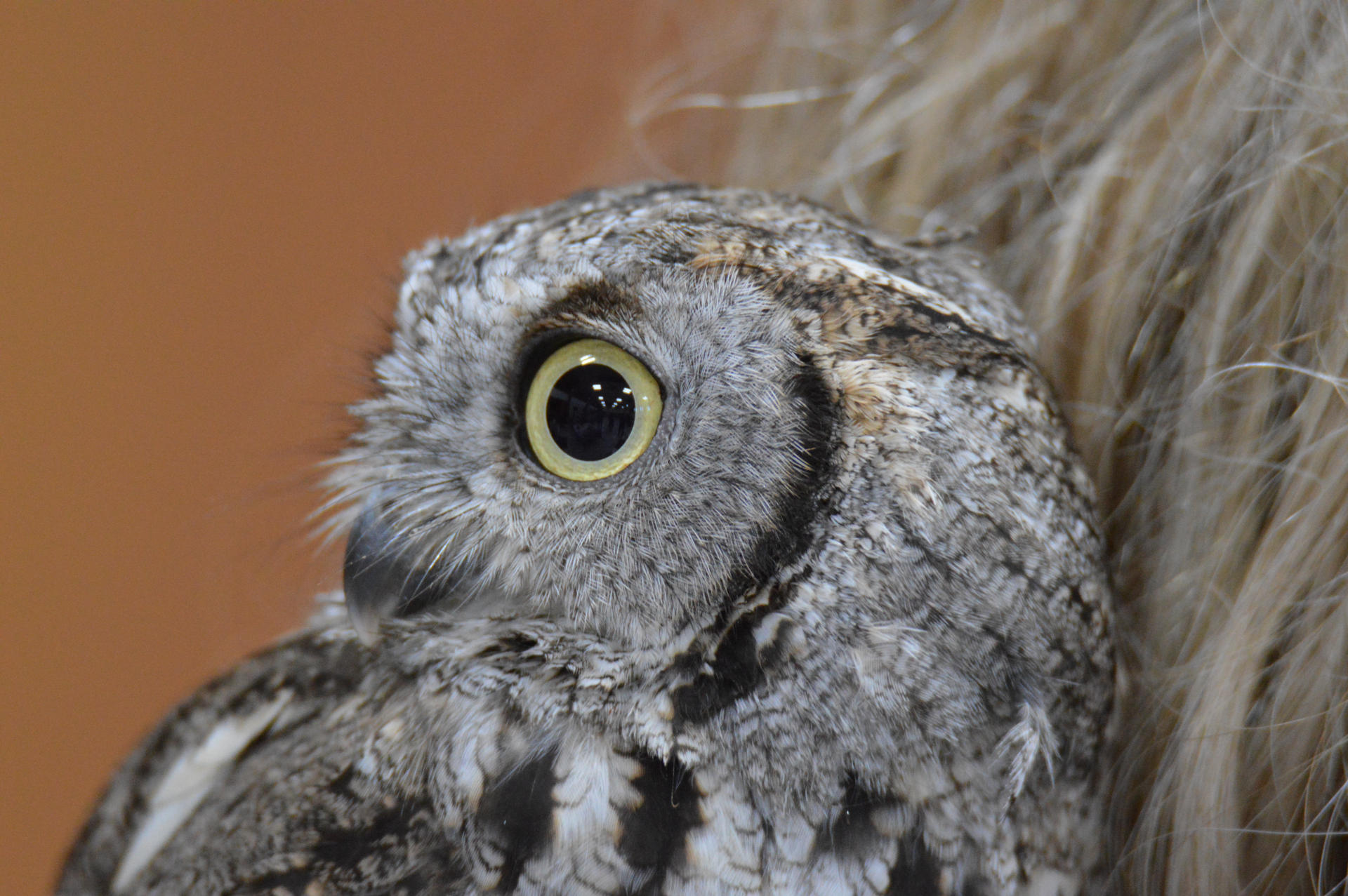 Screech Owl Portrait