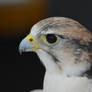 Gyrfalcon Portrait