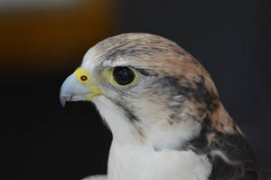 Gyrfalcon Portrait