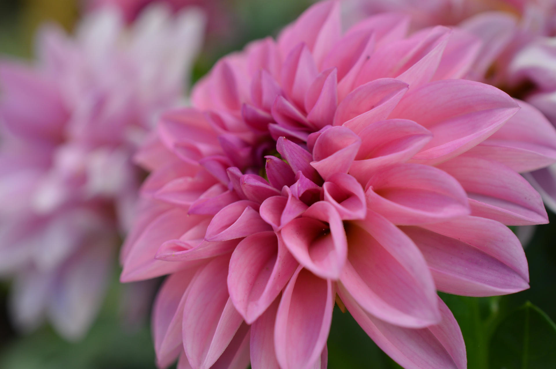 Oh, Dahlia