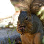 Squirrel x Rosebud