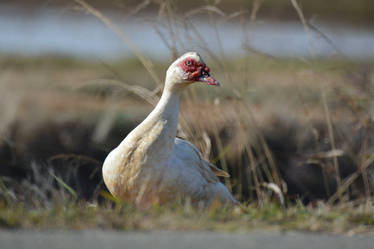 White Muscovy Duck