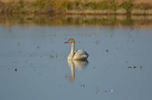Young Swan