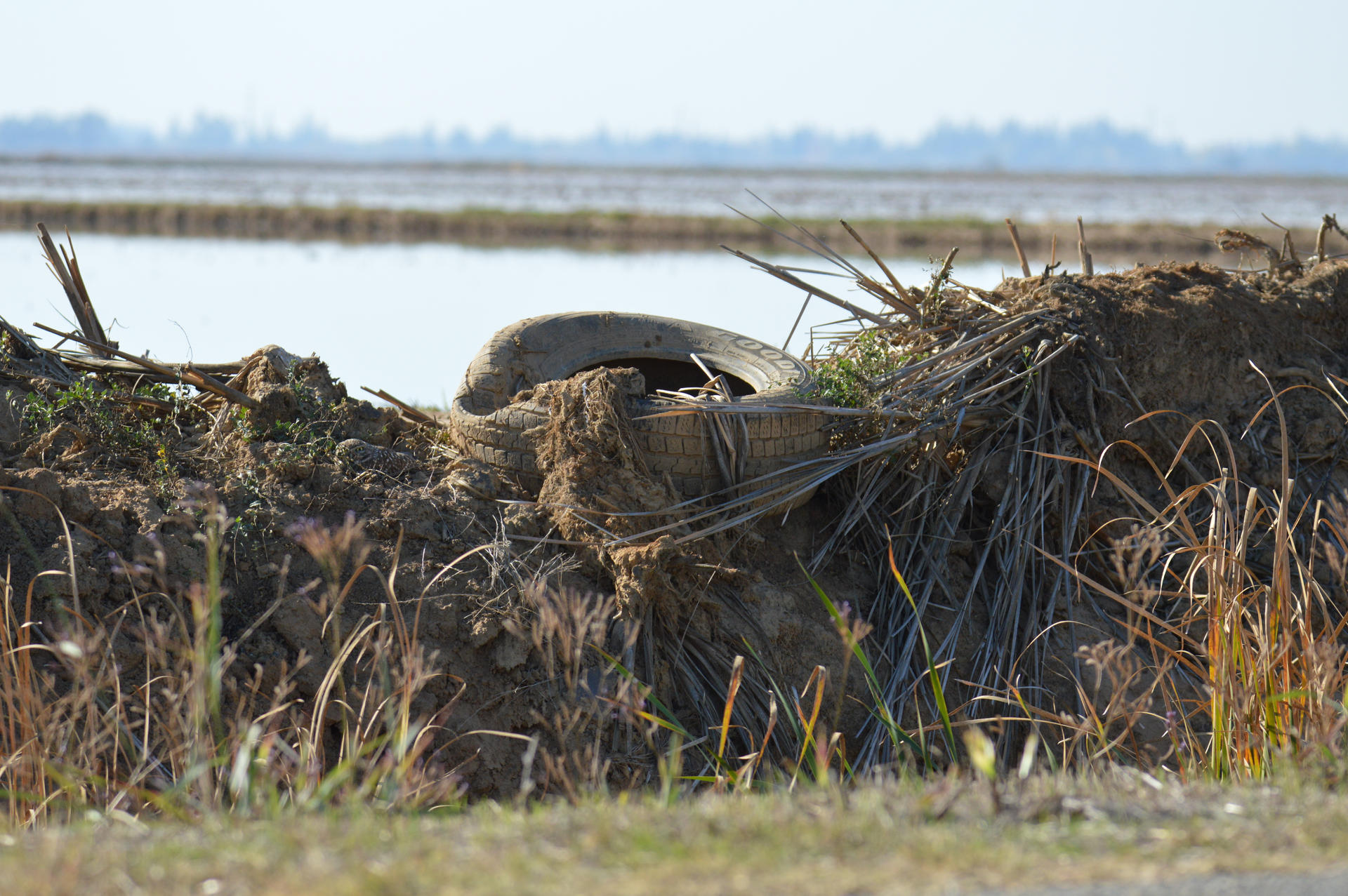 Burrowing Owl - Perspective Shot