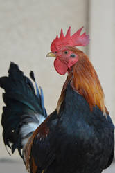 Rooster Portrait