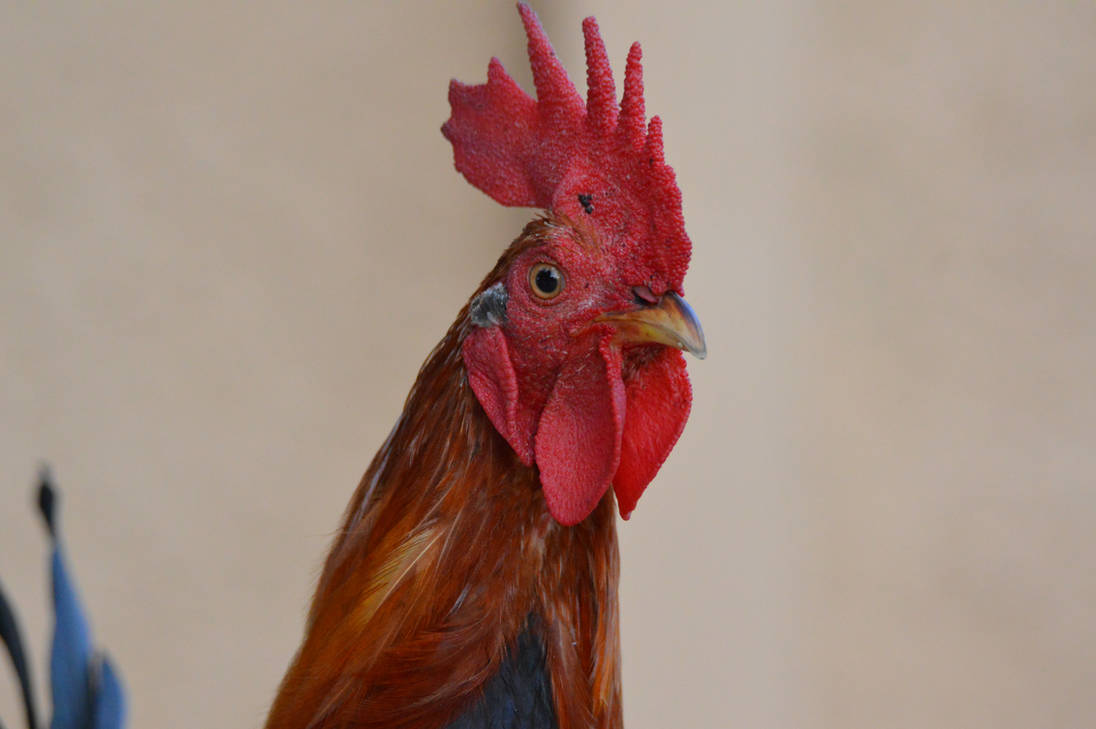 Rooster Rudy Texture Ruby Red Rooster by ALivelyPerspective on DeviantArt