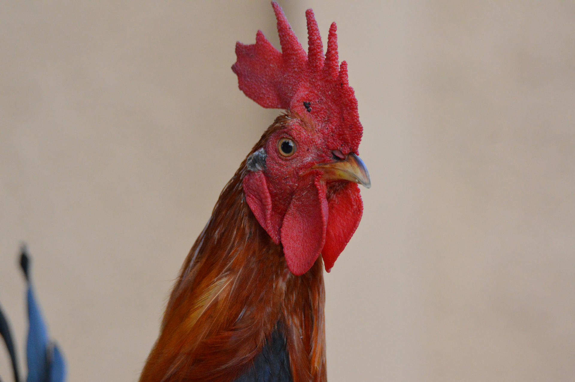 Nice Looking Roster Ruby Red Rooster by ALivelyPerspective on DeviantArt