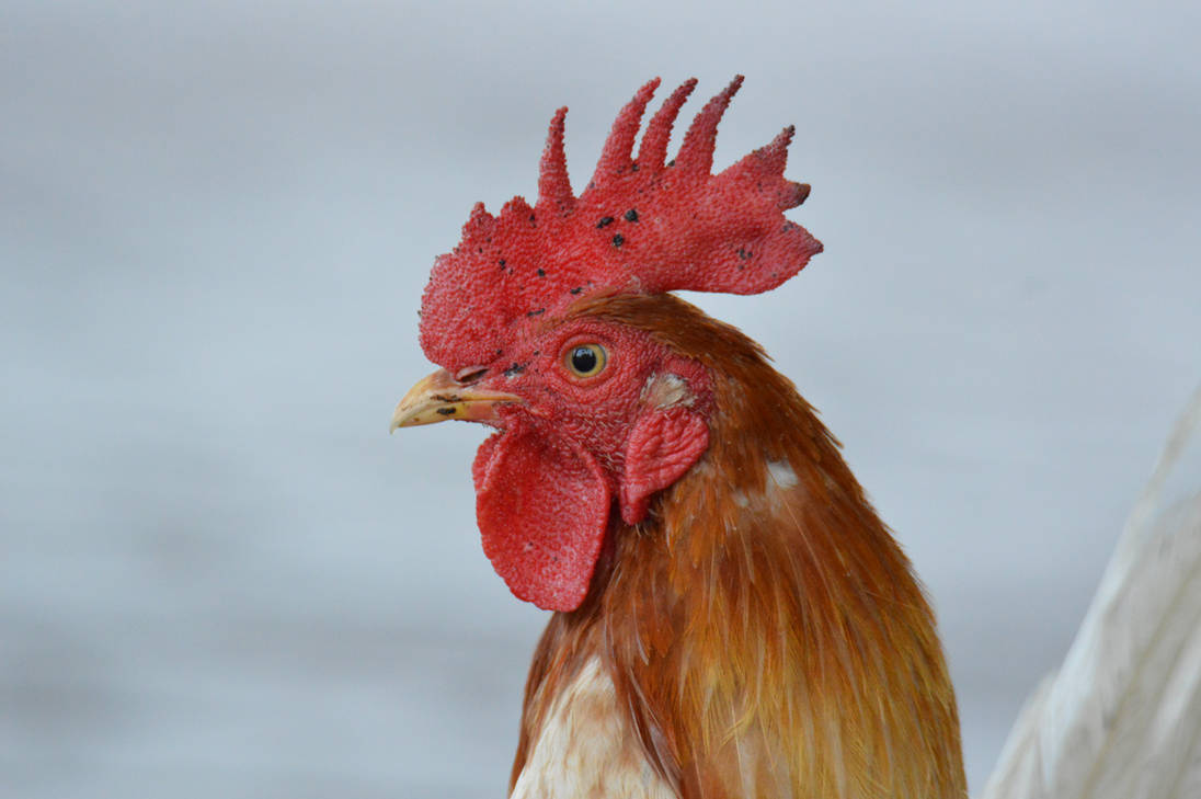 Fowl Closeup by ALivelyPerspective on DeviantArt