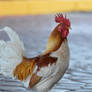 Wild Rooster