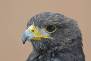 Harris's Hawk