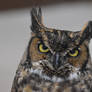 Owl Stare