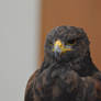 Harris's Hawk