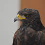 Portrait of a Hawk