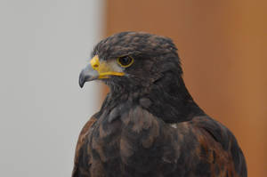 Portrait of a Hawk