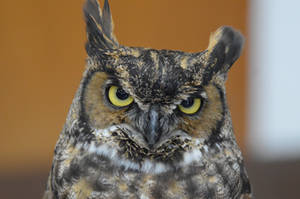 Great Horned Owl