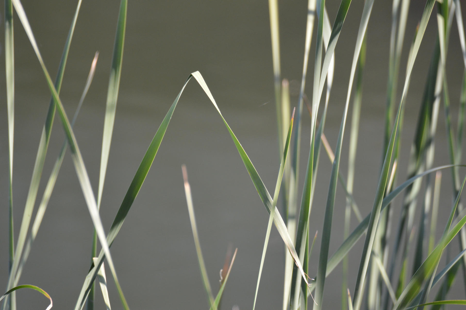 Sunlit Grass