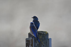 Bluebirds