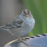 Sparrow Birdbath