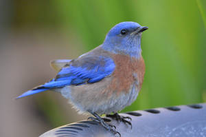 Bluebird Birdbath