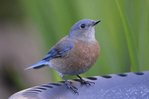 Some More Bluebird Bath