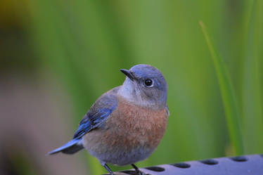 O Bluebird, Welcome Back