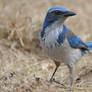 Blue on Beige II