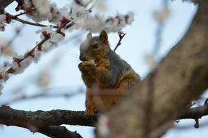 Snacking on Apricot Blossoms