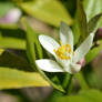 Lemon Blossom