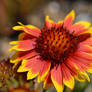 Firewheel