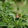 Umber Skipper