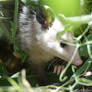 Baby Opossum