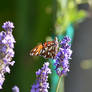 Checking the Lavender