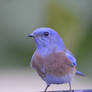 Portrait of a Bluebird