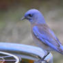 Bluebird Visitor