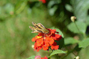 Fuzzy Skipper