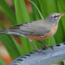 Thirsty Robin