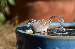 Sparrow Bath