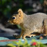 Squirrel on the Birdbath