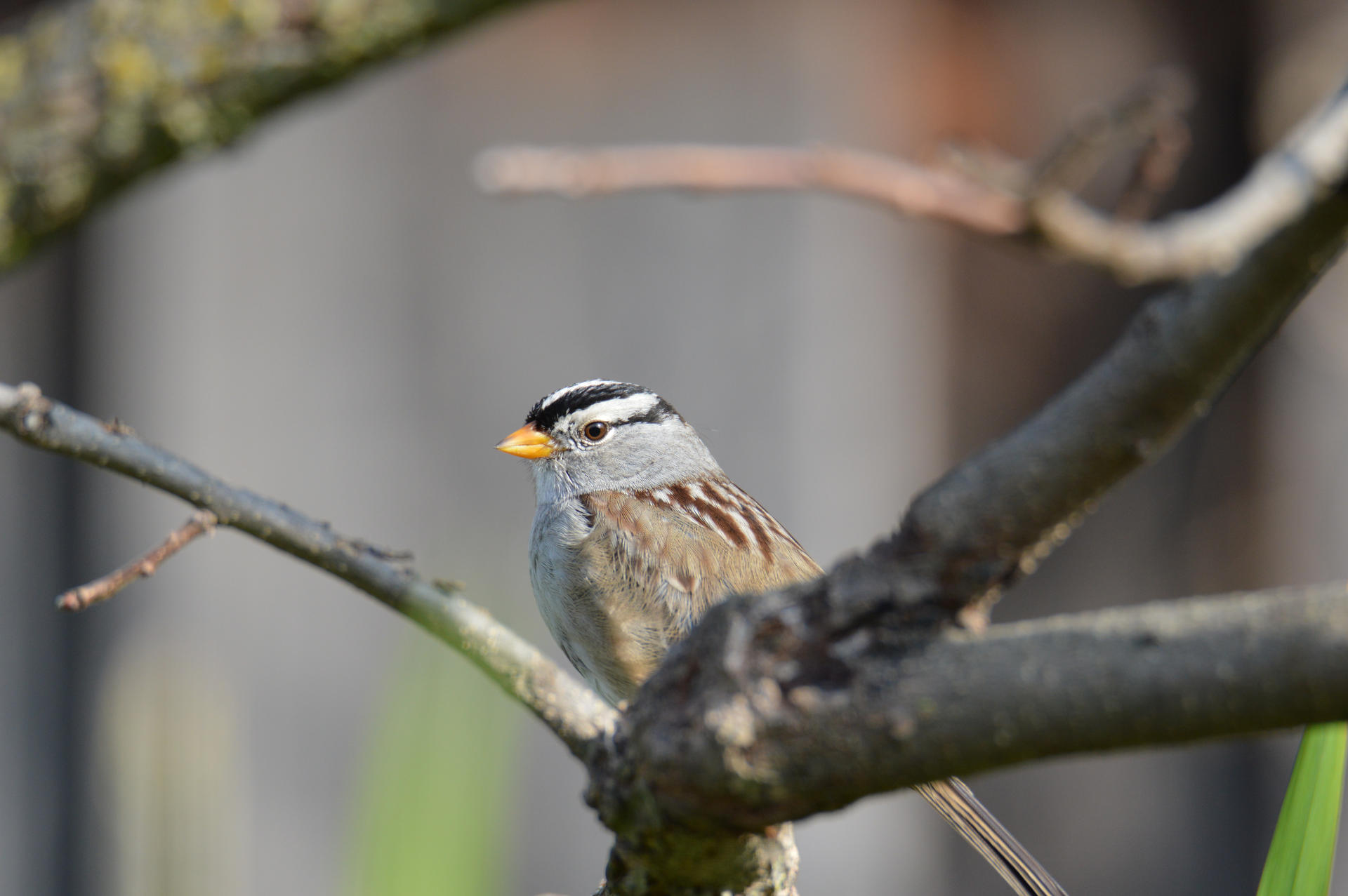 Stoic Sparrow