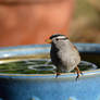 Bird Bath Sparrow
