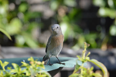 Curious Bluebird