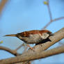 Posing Sparrow
