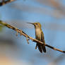 Portrait of a Hummingbird