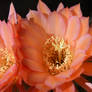 Trichocereus Flower
