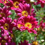 Vibrant Daisies