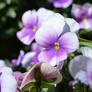 Soft Purple Pansies