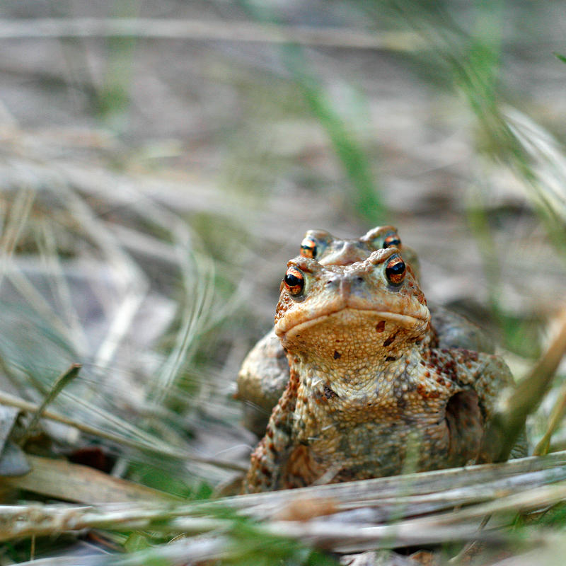 Toad