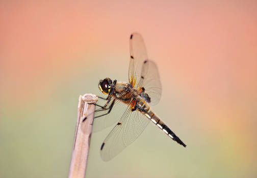 Dragonfly