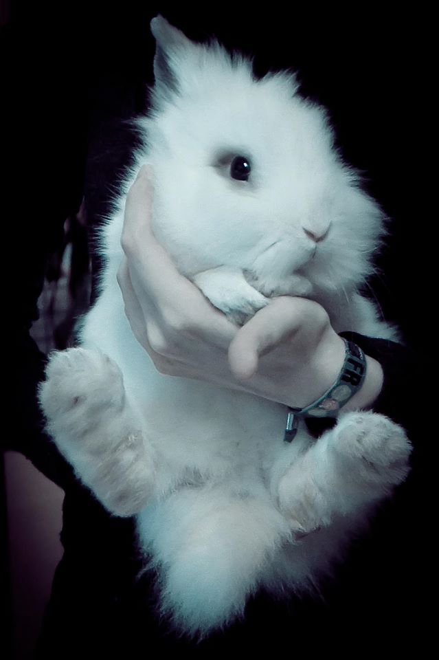 White Lionhead Rabbit