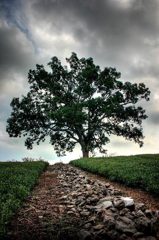 Shawshank Oak Tree